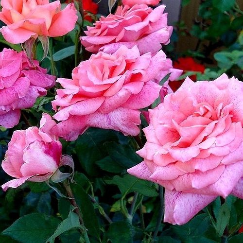 Różowy - Róże pienne - z kwiatami hybrydowo herbacianymi - korona równomiernie ukształtowana
